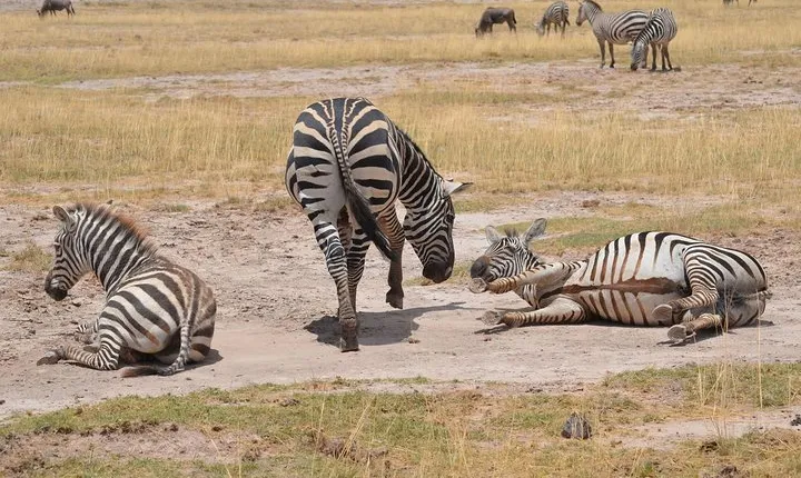 Amboseli/ Lake Naivasha/ Masai Mara 5 Days Camping Safari