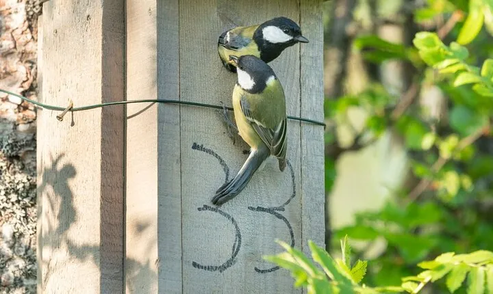 Ethical tour Monitor songbirds on Tromsø island