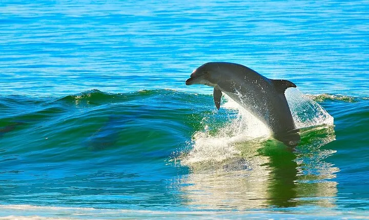 Dolphin House & 2 stops Snorkeling Ultimate Adventure - Hurghada