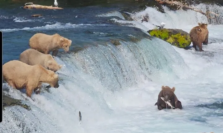 Brooks Falls Bear Viewing