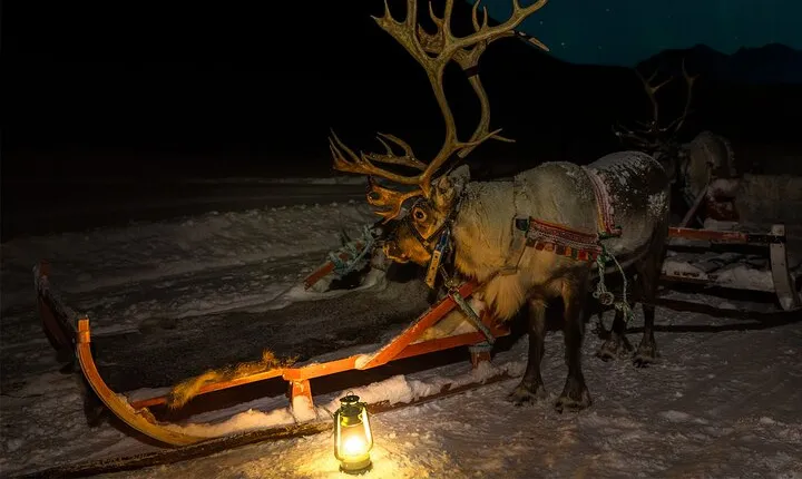 Reindeer Sledding and Feeding with Chance of Northern Lights Tromso