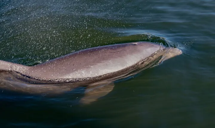 National Park Pedal Kayak Tours in New Smyrna Beach