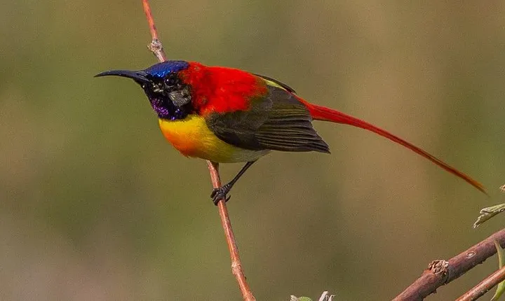Bhutan Birding Tour