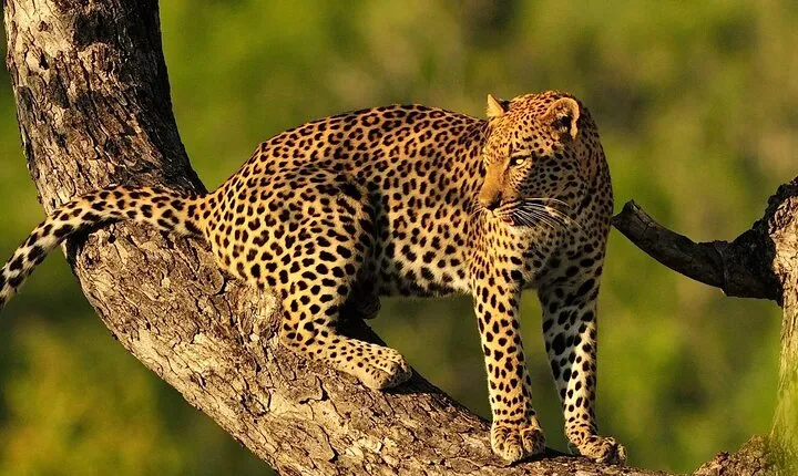 9 Days Northern Circuit Safari Serengeti Migration Focus