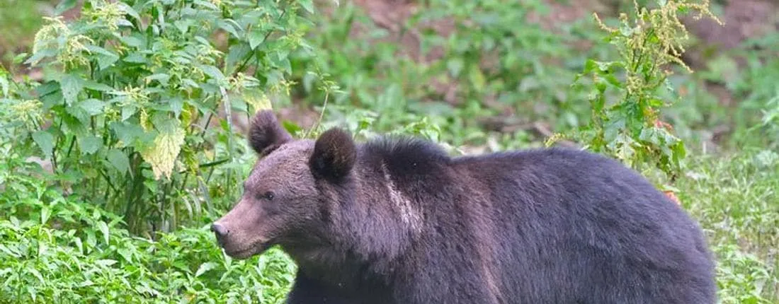 Small-group Brown Bear-watching experience from Brasov