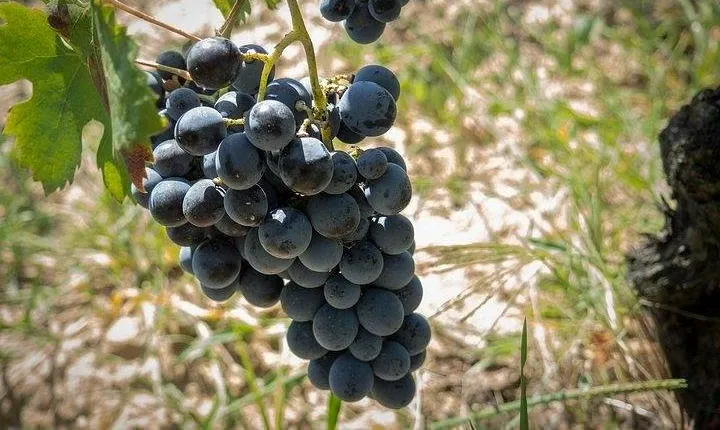 Wine tour aroud vineyards of Cagliari