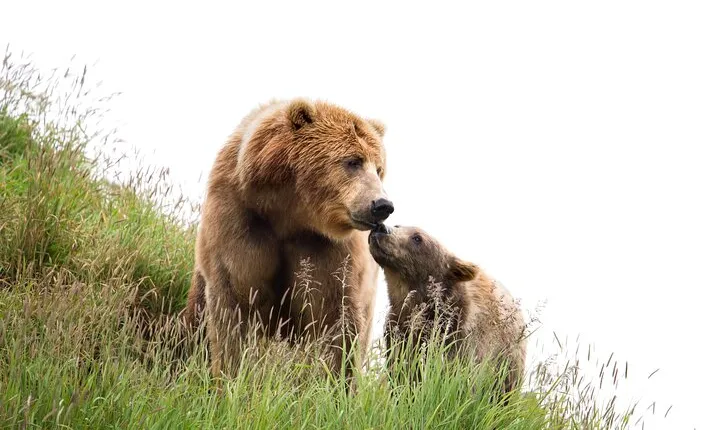 Libearty Bear Sanctuary and Dracula's Castle - Day Tour from Bucharest