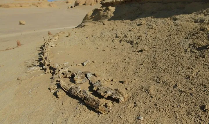 6-Day Tour of Cairo, Alexandria and Fayoum