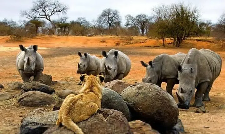 Night Rhino Game Drive and Bush Dinner from Victoria Falls