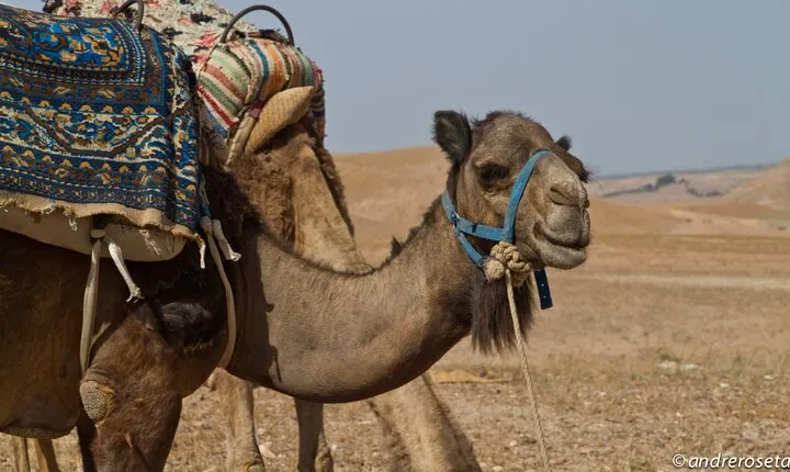 Luxury day trip: Three valleys & camel ride Agafay Desert