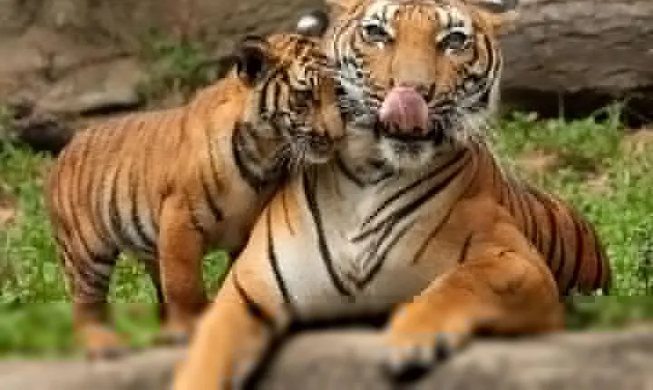 4- Day Ranthambore with Golden Triangle