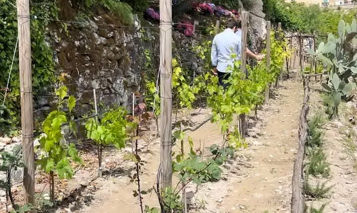 Tour in the heady scents of our garden in Ragusa