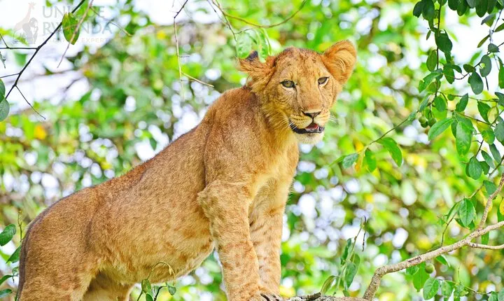 1 Day Akagera Game Drive Private Tour