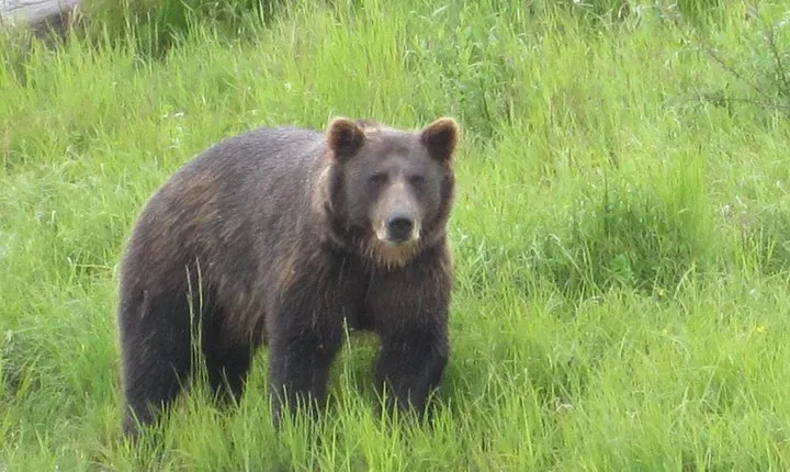 All-in-One Anchorage: City Tour, Wildlife, Lunch & Portage Cruise