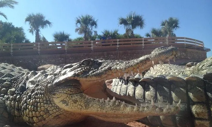 Agadir Crocoparc With Transfer & Admission ticket