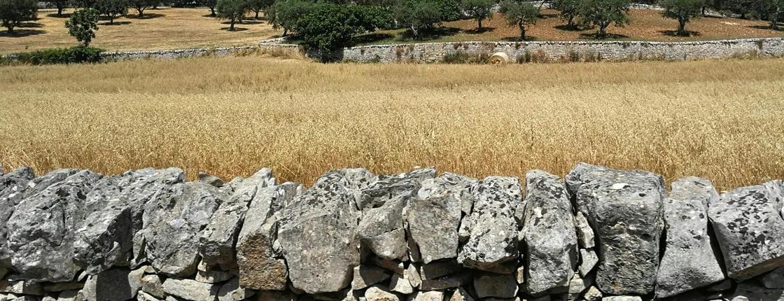 Trekking and dry stone wall lesson in the Valle d’Itria