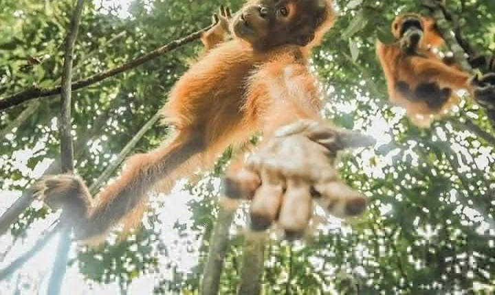ONE DAY JUNGLE TREKKING 6-7 hours (see orang utan) + RAFTING in BUKIT LAWANG