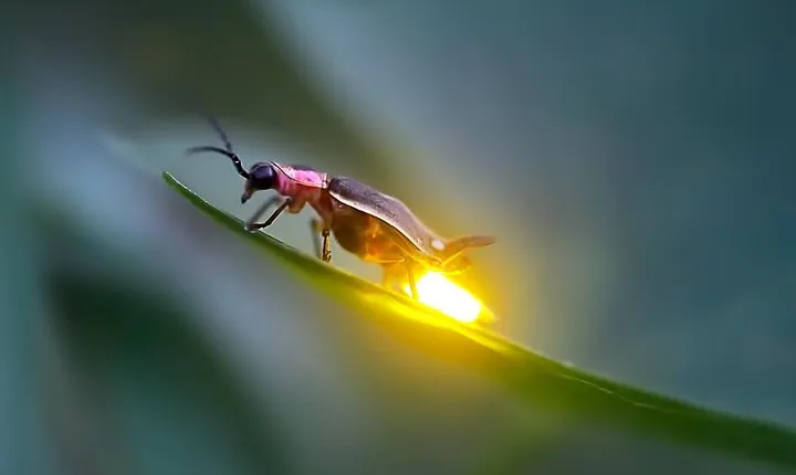 Sic - Kuala Selangor Firefly Tour 