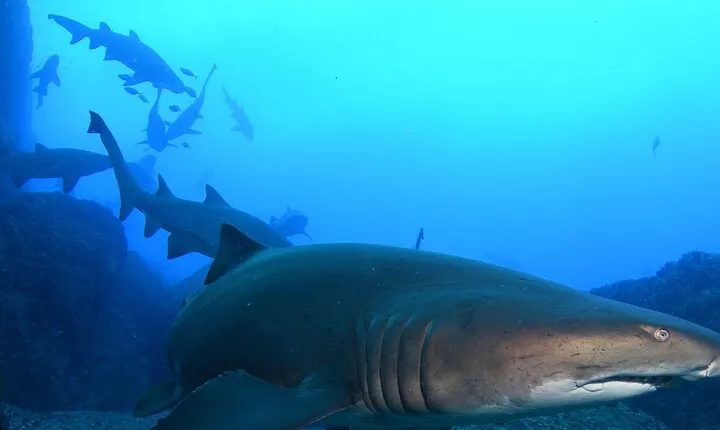 Scuba Dive With Grey Nurse Sharks in Bushrangers Bay 