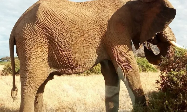 Lake Manyara National Park Day Tour