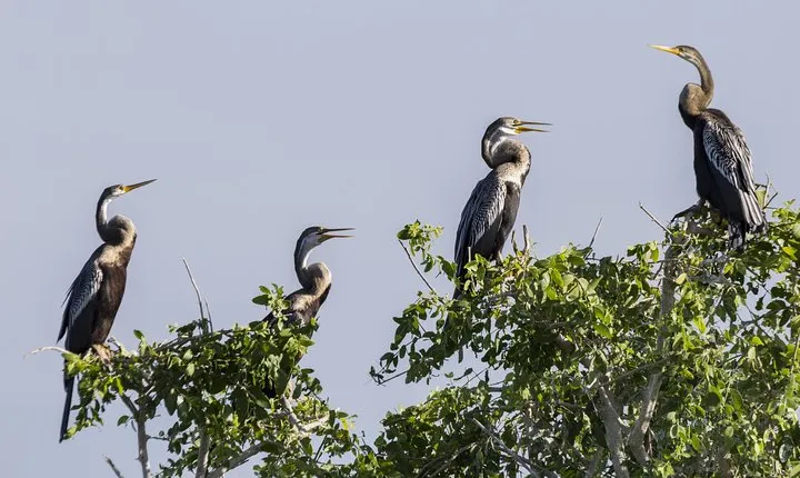 Bundala National Park Safari From Hambantota Seaport