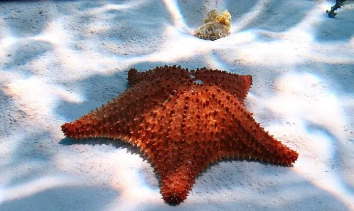 Cozumel Snorkeling Tour: Palancar, Columbia and El Cielo Reefs