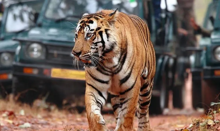 8-Day Golden Triangle with Ranthambore & Pushkar Tour