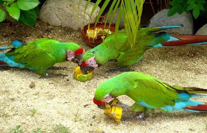Ixtapa City and Countryside Combo Tour