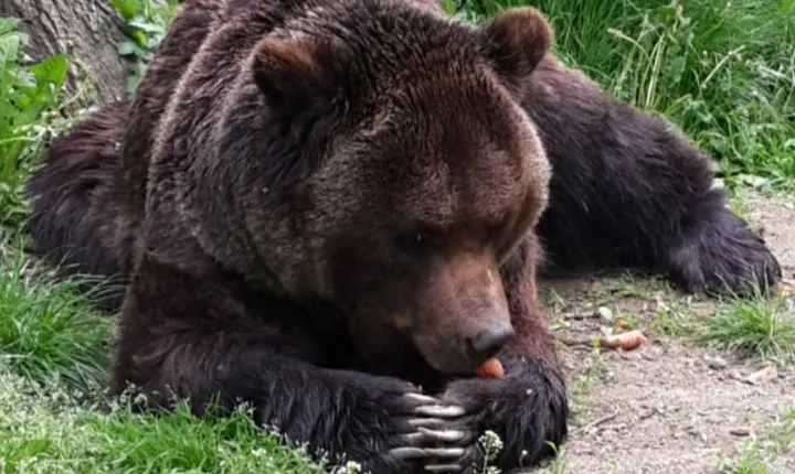 Brasov: Bear Sanctuary, Bran Castle & Rasnov Fortress GUIDED Tour