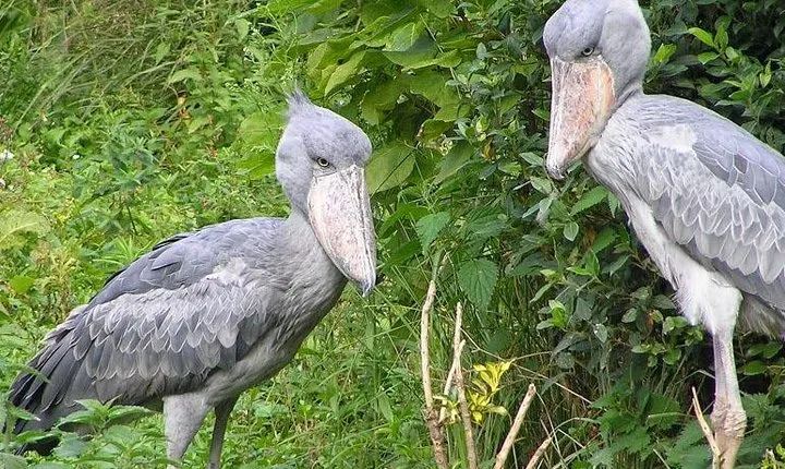 1 Day Mabamba swamp bird watching trip