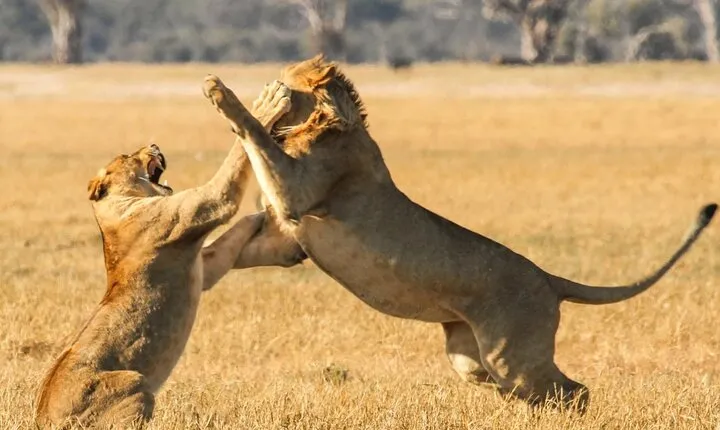 Small Group to Aquila Big5 Private Game Reserve with Wine Tasting