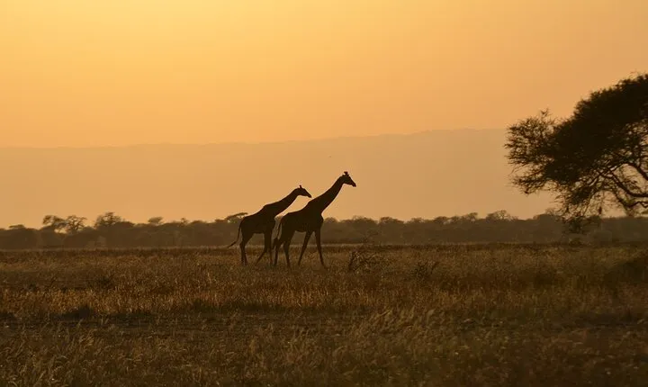 4 Days Tanzania Lodge Safari With Two Nights at Serengeti
