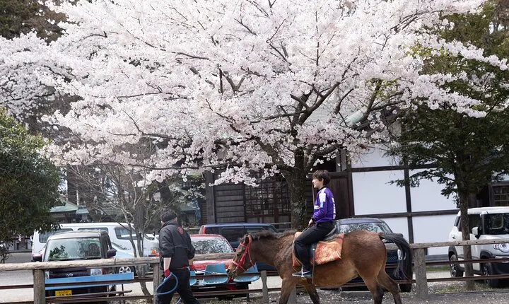Private Horse Interaction & Sakura Experience near Mt. Fuji