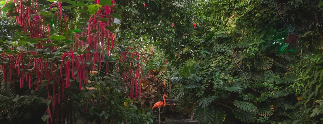 Victoria Butterfly Gardens entrance ticket