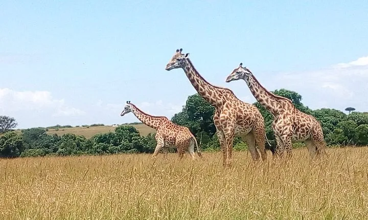 2-Day Private Guided Safari of Lake Nakuru Park from Nairobi