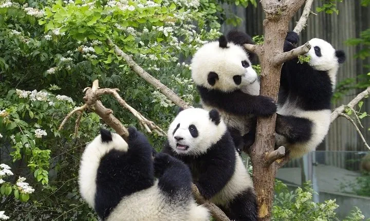 Private Full Day Chengdu Panda Base and Jinsha Site Museum Tour