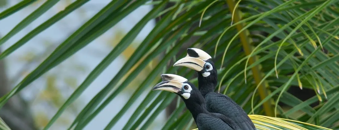 Desaru Coast birdwatching guided experience