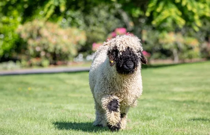 Farm Tour with the Cutest Sheep in the World in Cromwell 9384