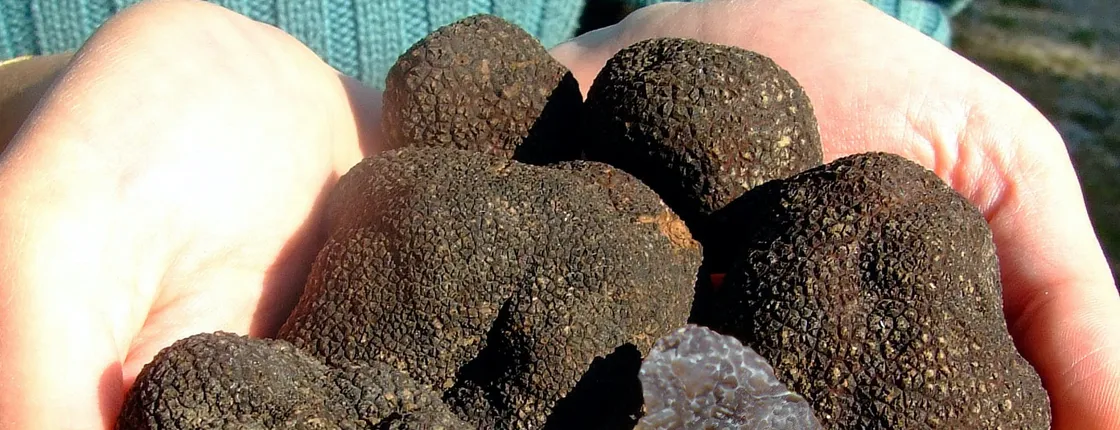 3-hour truffle hunting tour at Les Pastras