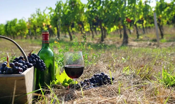 9-hour Cultural Tour in Athens and Nemea Wine Tour shore excursion