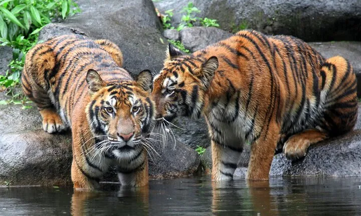 7 Day Golden Triangle with Wildlife - Taj Tigers Leopards Birds