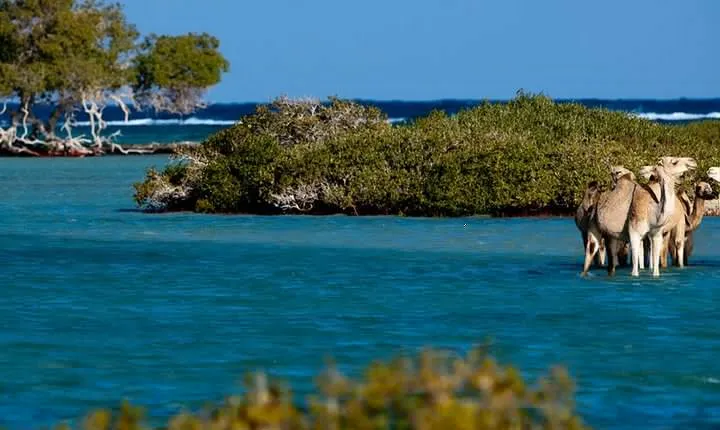 Discover Hamata Island With Snorkeling