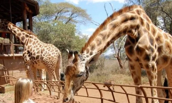 Nairobi National Park Elephant Orphanage and Giraffe Centre Tour