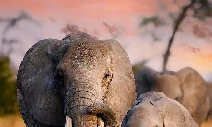 4 days Safari to Tarangire Sererngeti and Ngorongoro from Arusha