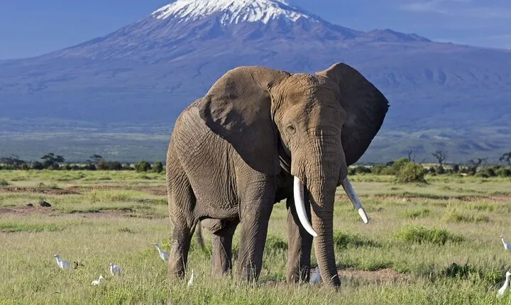 7-Day Private Tour in Kenya National Parks From Nairobi / Mombasa