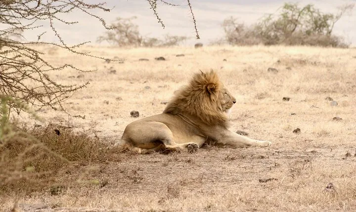 3 Days Tanzania Private Budget Safari to Serengeti & Ngorongoro