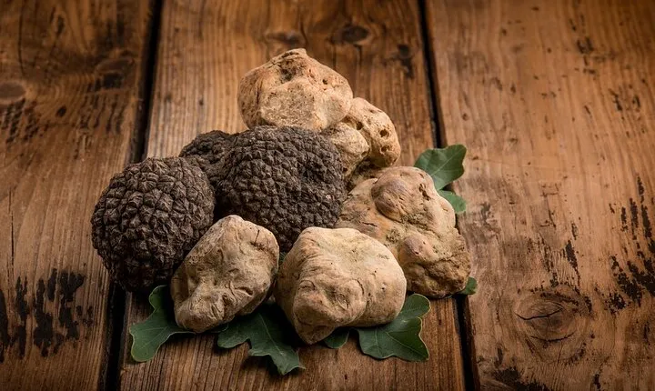 Private Truffles Hunt in Umbria, full-day tour from Rome