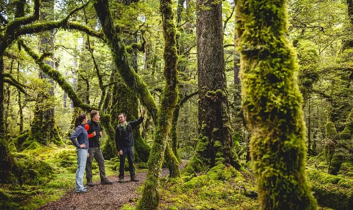 Full-Day Milford Sound Tour with Cruise and Walks from Te Anau