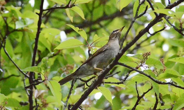 Mount Doi Inthanon Hiking & Bird Watching