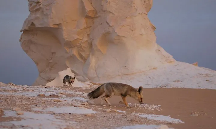 Black and White Desert and Bahariya Oasis Tour 2 Days 1 Night